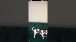 One Minute Bigo Live