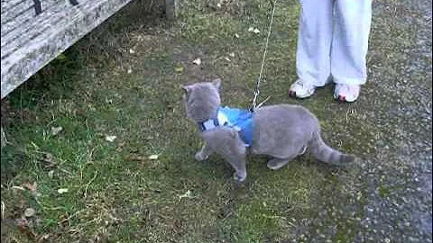 Watch the video about British Shorthair Blu-ray at Durlston Country Park 2011.wmv