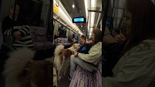 Train interactions with my Dog!! #youtubeshorts #train #youtube #shorts #husky #london #hello #fyp