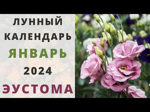 ЭУСТОМА: лунный календарь на Январь 2024! Когда сажать семена эустомы / лизиантуса на рассаду?