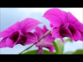 canon EOS 60D video test with 18-55mm f/3.5-5.6 II