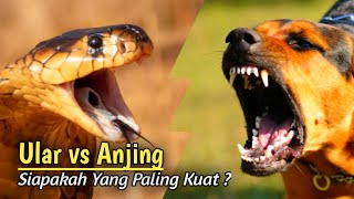 Merinding !!! Pertarungan Ular Vs Anjing