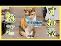 【怒られてすねてしまった元野良猫】猫の躾は難しい😓