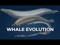 Tracing Whale Evolution: Origin of Cetaceans Mp3 Song
