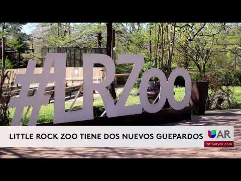 Nuevos felinos en zoo de Little Rock