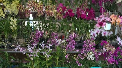 HỒ ĐIỆP-CHUỐI-BOMBADUA-VŨ NỮ-ĐỒNG TIỀN ☎️ 0903177978