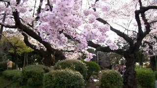 Cherry Flower viewing / Hanami / Sakura Viewing YouTube