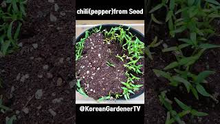 마트 홍고추를 39일동안 키우면?🌶️ㅣGrowing chilli from seeds #grow