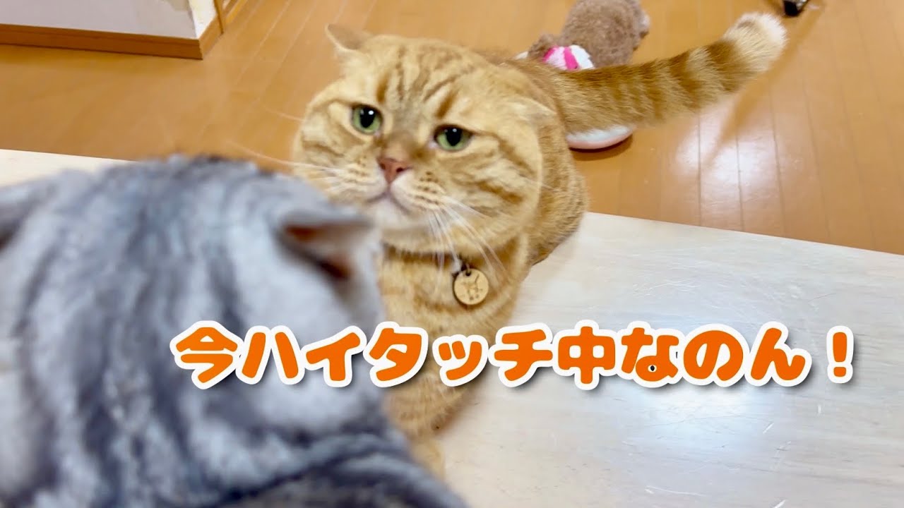 ハイタッチの最中に割り込まれてこんにゃろしてる茶々パパ。 - YouTube