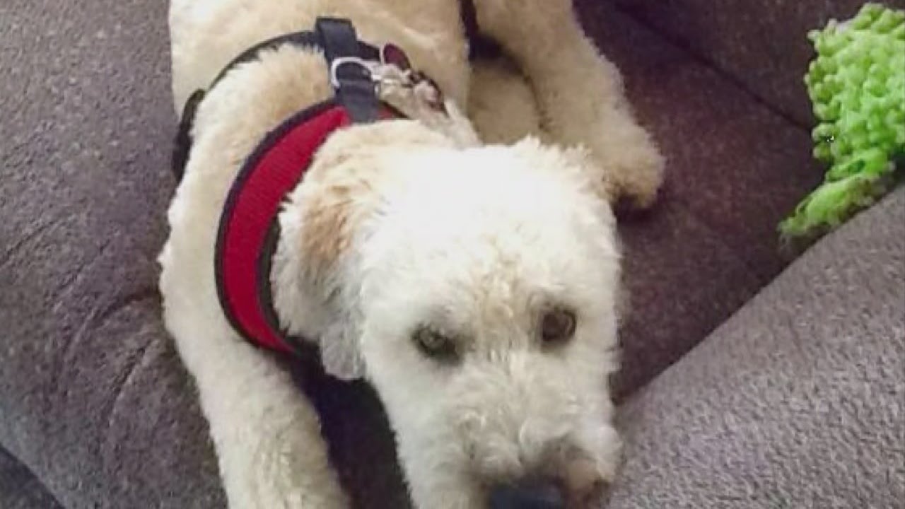 "I'm just sick over the whole thing." Lawrenceville man wants justice after dog stolen, killed