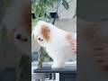 【動画全編は⬆️】モサモサすぎる子犬が大変身したら・・・