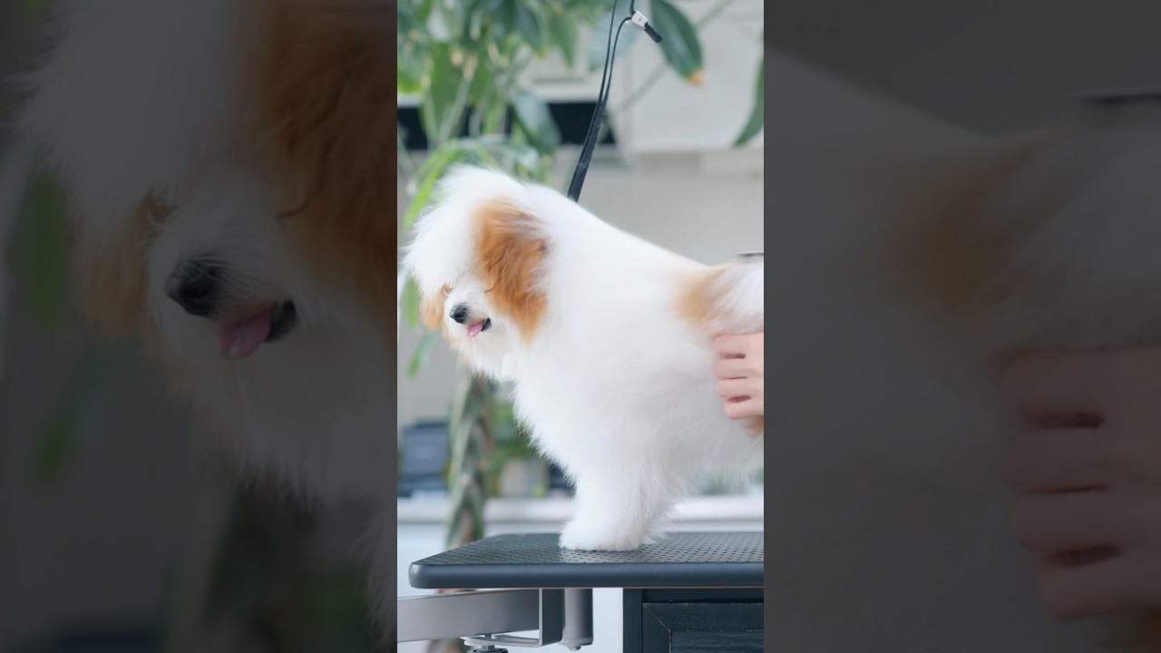 【動画全編は⬆️】モサモサすぎる子犬が大変身したら・・・