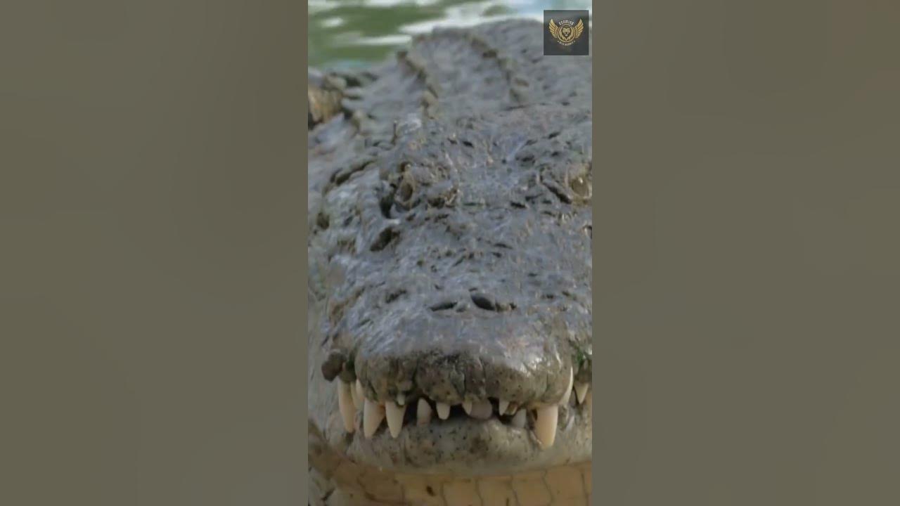 Some Interesting Facts About Saltwater Crocodile - YouTube
