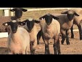Ventura HOG 3 Rivers 4 Day Event, hosted by Lou and Rose Garcia - June 2017