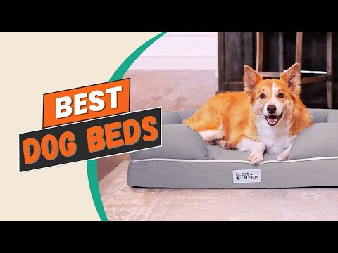Video: Top 10 sødeste hunderaser
