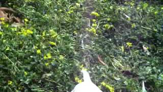 Staffies O Staffy,Cachorros,Jugando .Zudhellstaffords.webs