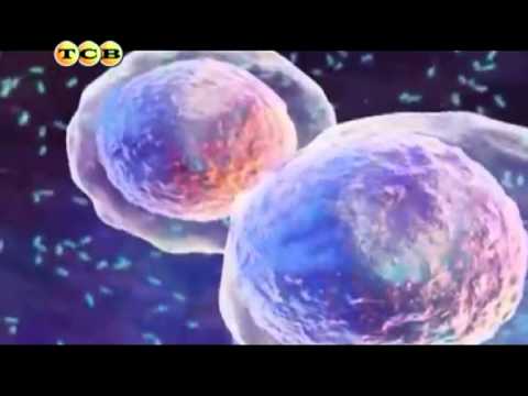 Прививка АКДС. Мамина школа.ТСВ