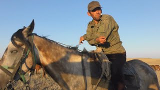 Сентябрьский табун лошадей.