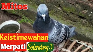 MITOS KEISTIMEWAAN MERPARTI SELENDANG 3