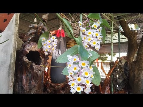 Lung linh lan rừng Kiều Tím ( Kiều Hồng) nở hoa thật đẹp | Orchid | Foci