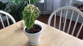 Alocasia Polly update| one year later