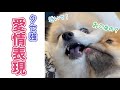 独特のかまってアピール