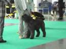 World Dog Show-Pozna 2006-Bouvier des Flandres ;Op...