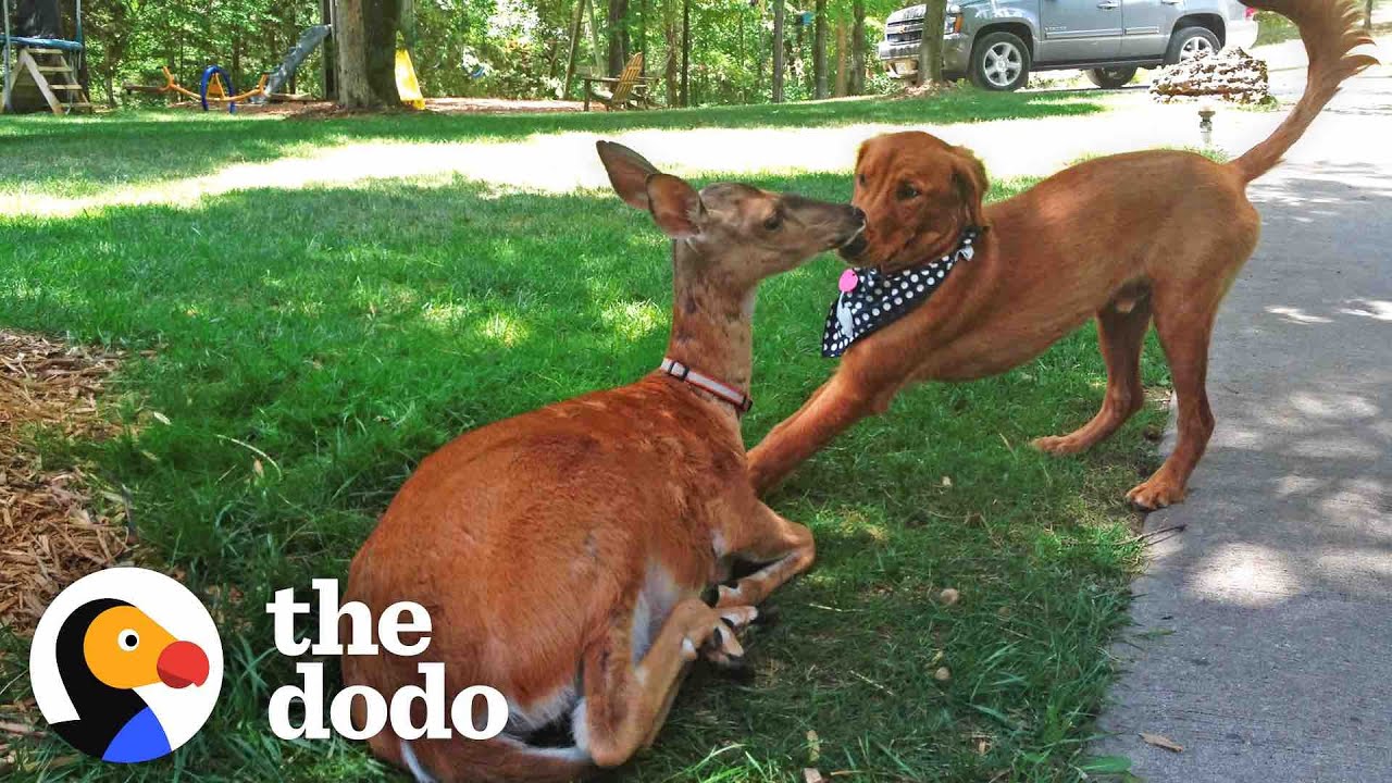 Baby Bear Tries to be Friends with Baby Deer