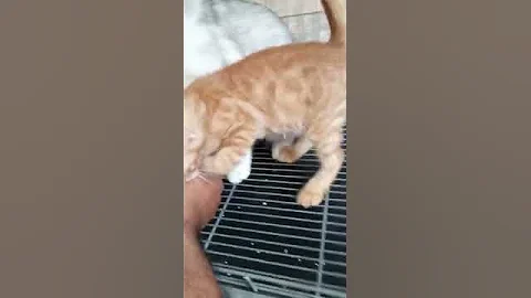 Video 595881: kucing american shorthair, american bengal, kucing bengal mix