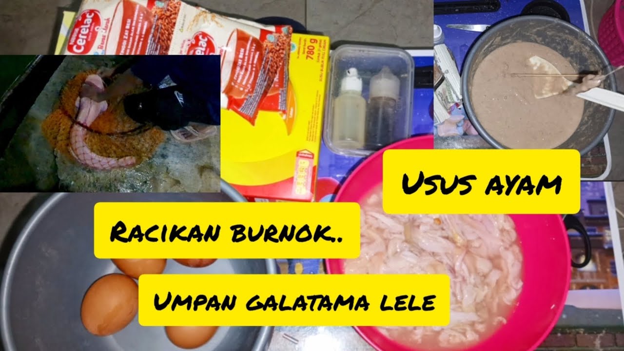 CARA BUAT UMPAN RACIKAN USUS BUAT MANCING GALATAMA LELE.. BURNOK GASS...