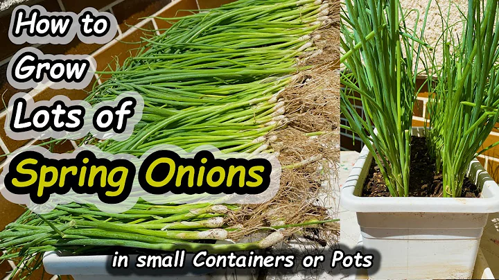 How to Grow Spring Onions (Scallions) in Containers Seed to Harvest - DayDayNews