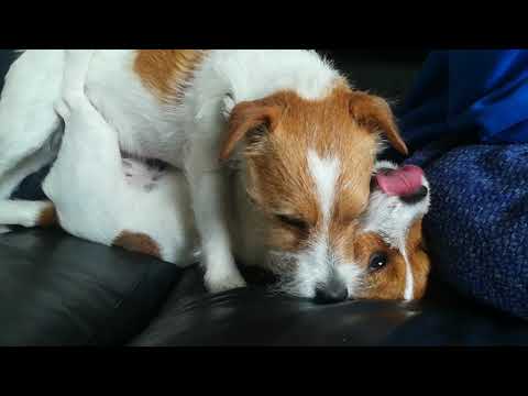 Muzzle grasp pt. 2