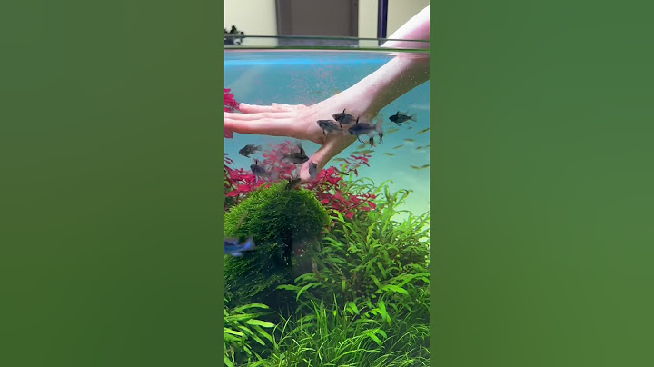 Угадайте, в чем я испачкала руку❓✋ #аквариум #mashabloom #машаблюм #aquarium #аквариумистика #aqua