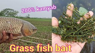 ग्रास मछली शिकार का जड़ी बूटी || Gras machhli shikar ka 200% kamyab jadi buti || sundar bihar