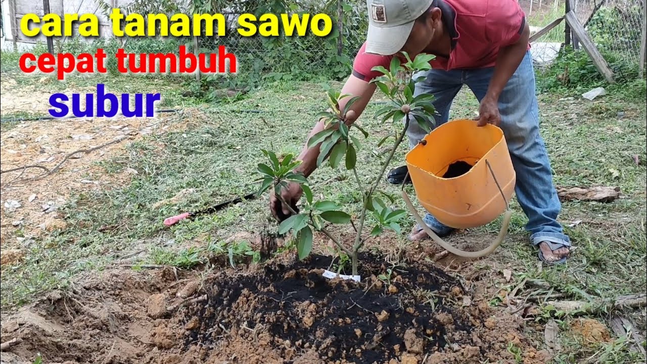 🔴 cara menanam sawo agar cepat tumbuh subur
