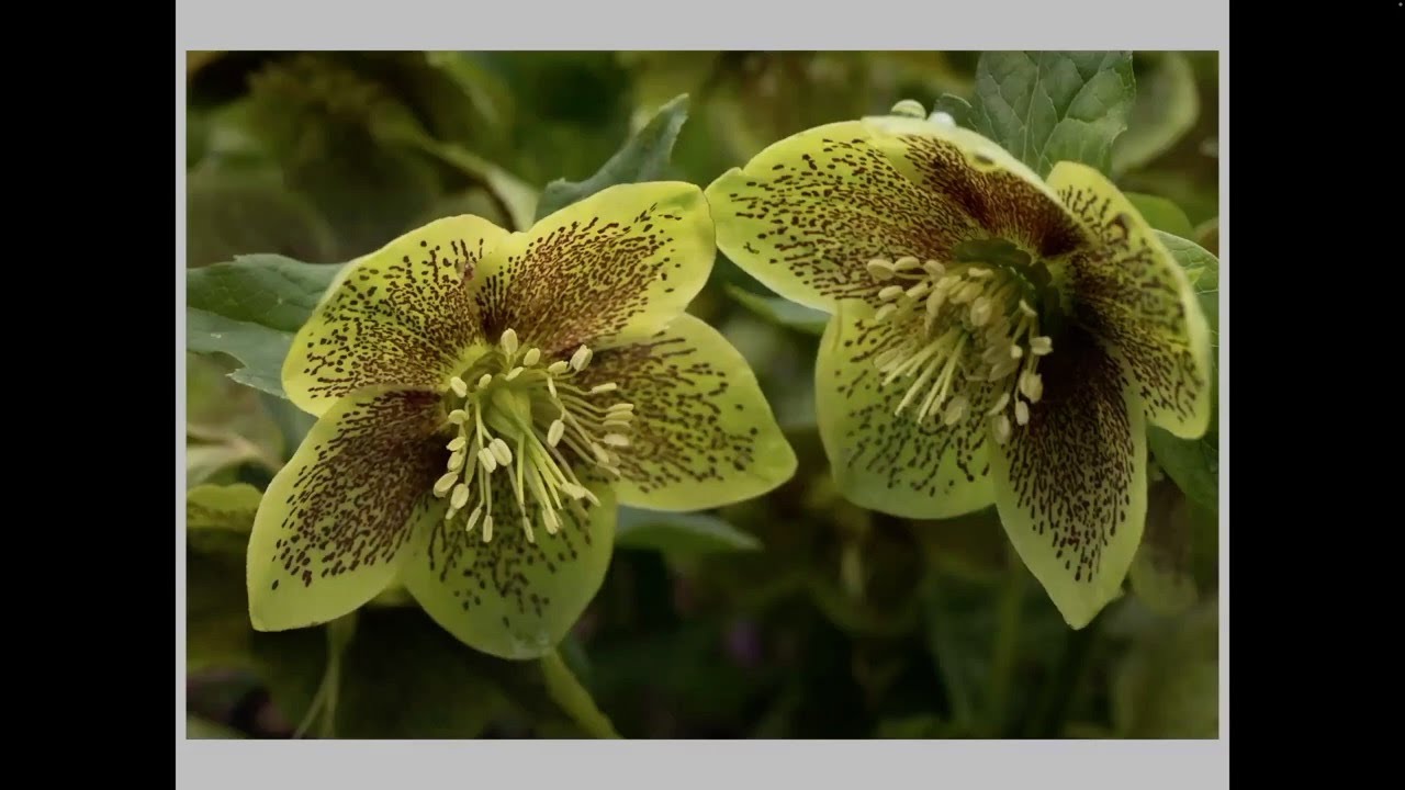 Ed Flint's Desert Island Plants