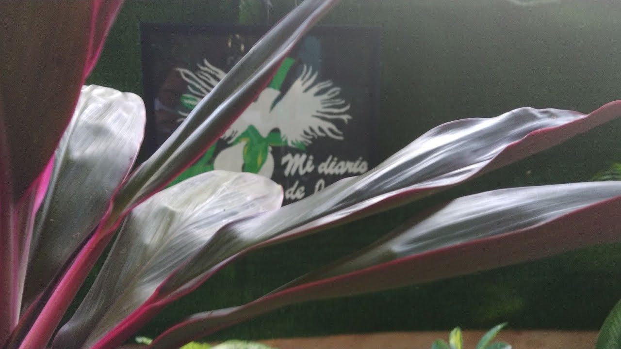 Arbusto Cordyline TERMINALIS En Respuestas A Sus Preguntas, mi diario de Jardín