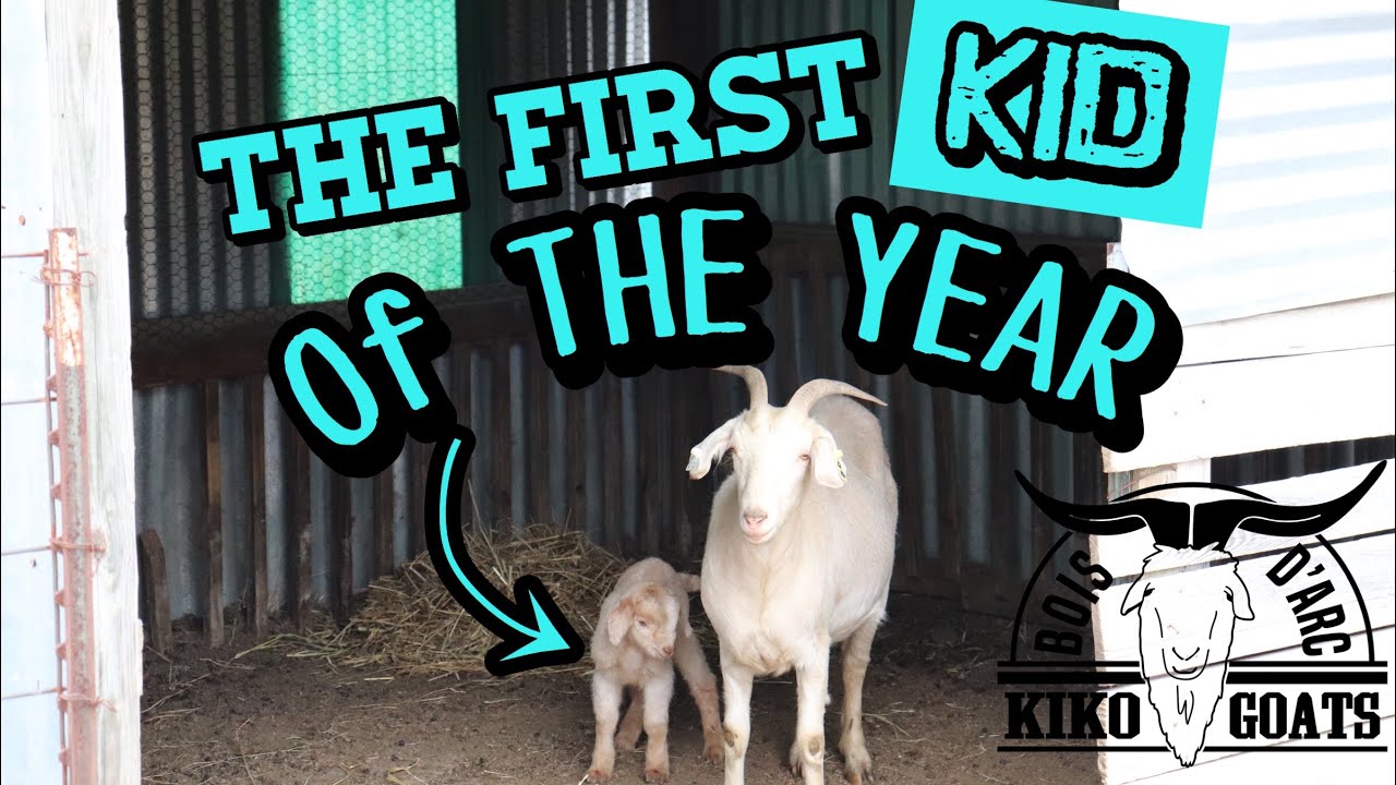 First Kid Of The Year Kiko Baby Goat Kiko Meat Goats Baby Goat