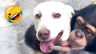 Try Not To Laugh Challenge ~ Funny Cat & Dog Vines compilation 2023 #565