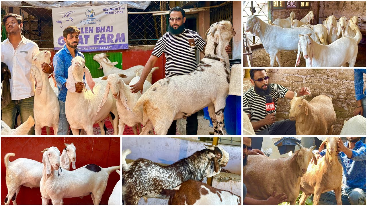 Full Farm Tour of Saleh Bhai Goat Farm Surat | Palai Open