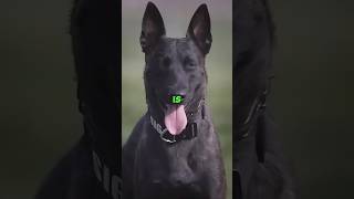 This Shepherd's Mind Blows You Away #dutchshepherd #dogfacts