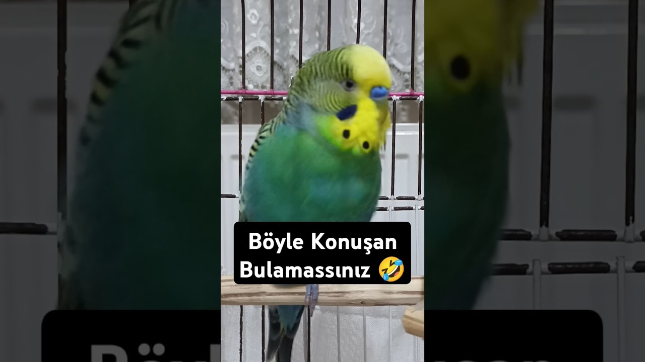 Acıktın Mı 🤔🤣🐦 #muhabbetkuşu #budgey #birds #muhabbetkuşufıstık #muhabbetkuşu #konuşankuş #budgies