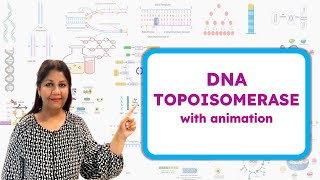 Type 1 and Type 2 DNA Topoisomerase | How Topoisomerase works | Molecular Biology🧬