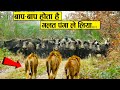 औकात देखे बिना ही भिड़ गए | Animals Messed With The Wrong Opponent