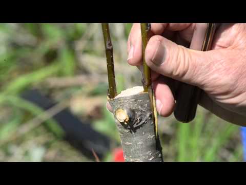 EarthWise: Episode Ten - Grafting 101, How to Graft a Pear Tree