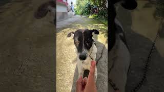 Hehehehehehehehehe  funny comedy trending pets dog animals doglove puppy shorts