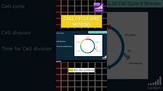 Class 11 NEET Biology: Cell Cycle &amp; Mitosis Made Easy | Full Chapter Explained #neet