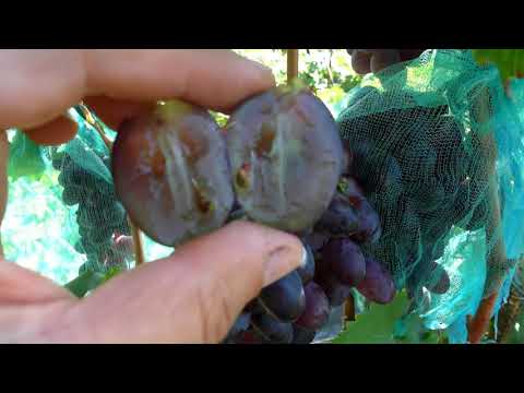 Виноград кишмиш-гигант : Сказка и Лорд .