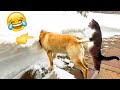 Funniest Dogs And Cats - Best Of The 2022 Funny Animal Videos #8