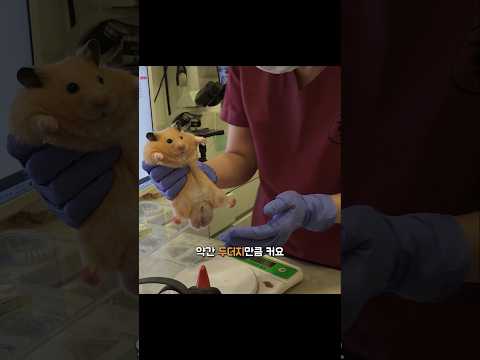 햄스터가 두더지만큼 크다는 병원 원장선생님